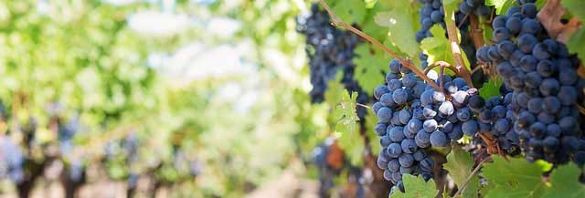 免费ddos在线攻击